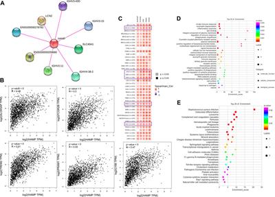 An Integrated Systematic Analysis and the Clinical Significance of Hepcidin in Common Malignancies of the Male Genitourinary System